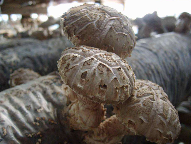 雙孢蘑菇高產栽培技術